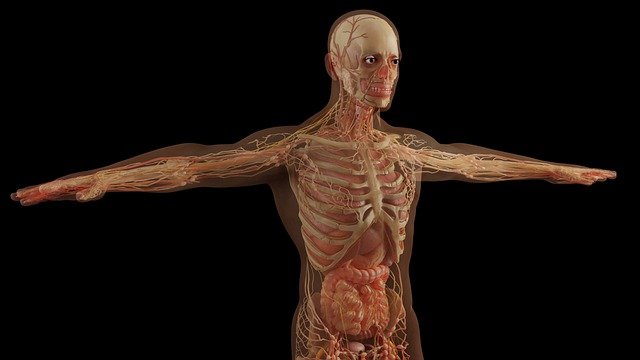 formation continue en anatomie palpatoire
